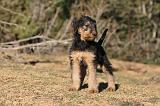 AIREDALE TERRIER 256